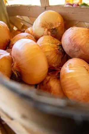 Vidalia Onions Substitute – Your Best Options