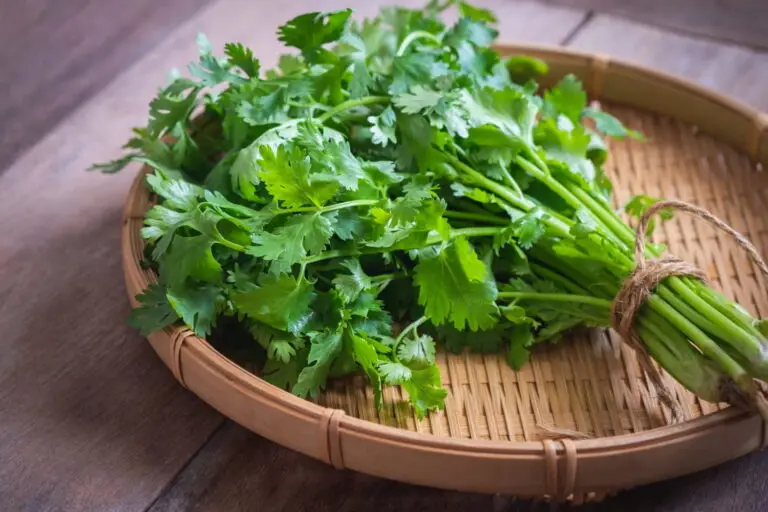 how to keep cilantro from going bad