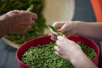 Le‌ ‌Sueur‌ ‌Peas‌ ‌Vs‌ ‌Regular‌ ‌Peas‌ ‌-‌ ‌Know‌ ‌The‌&nbsp;‌Difference‌ ‌Between‌ ‌The‌ ‌Two!‌&nbsp;